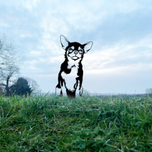 Chihuahua
